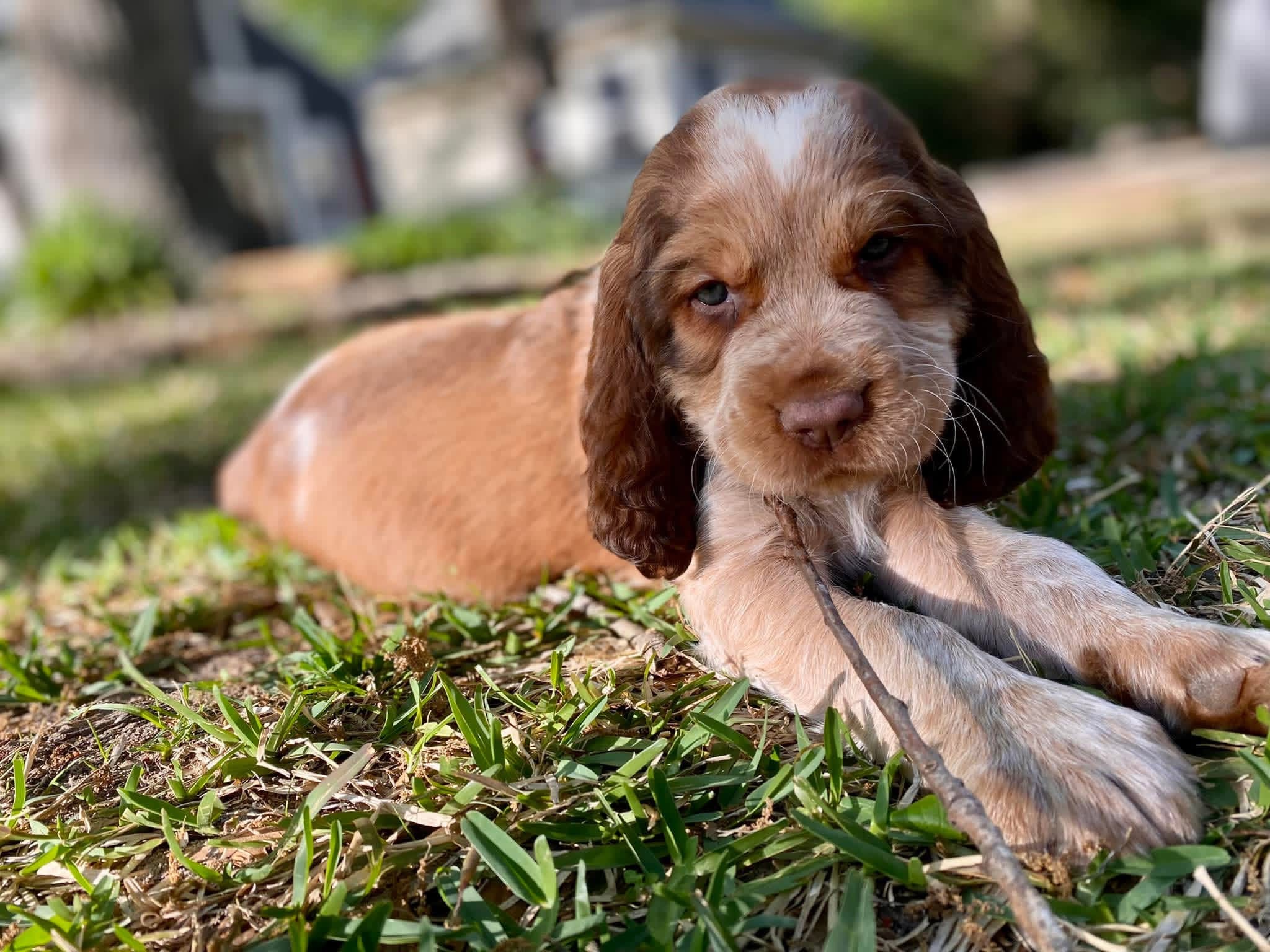 Remy