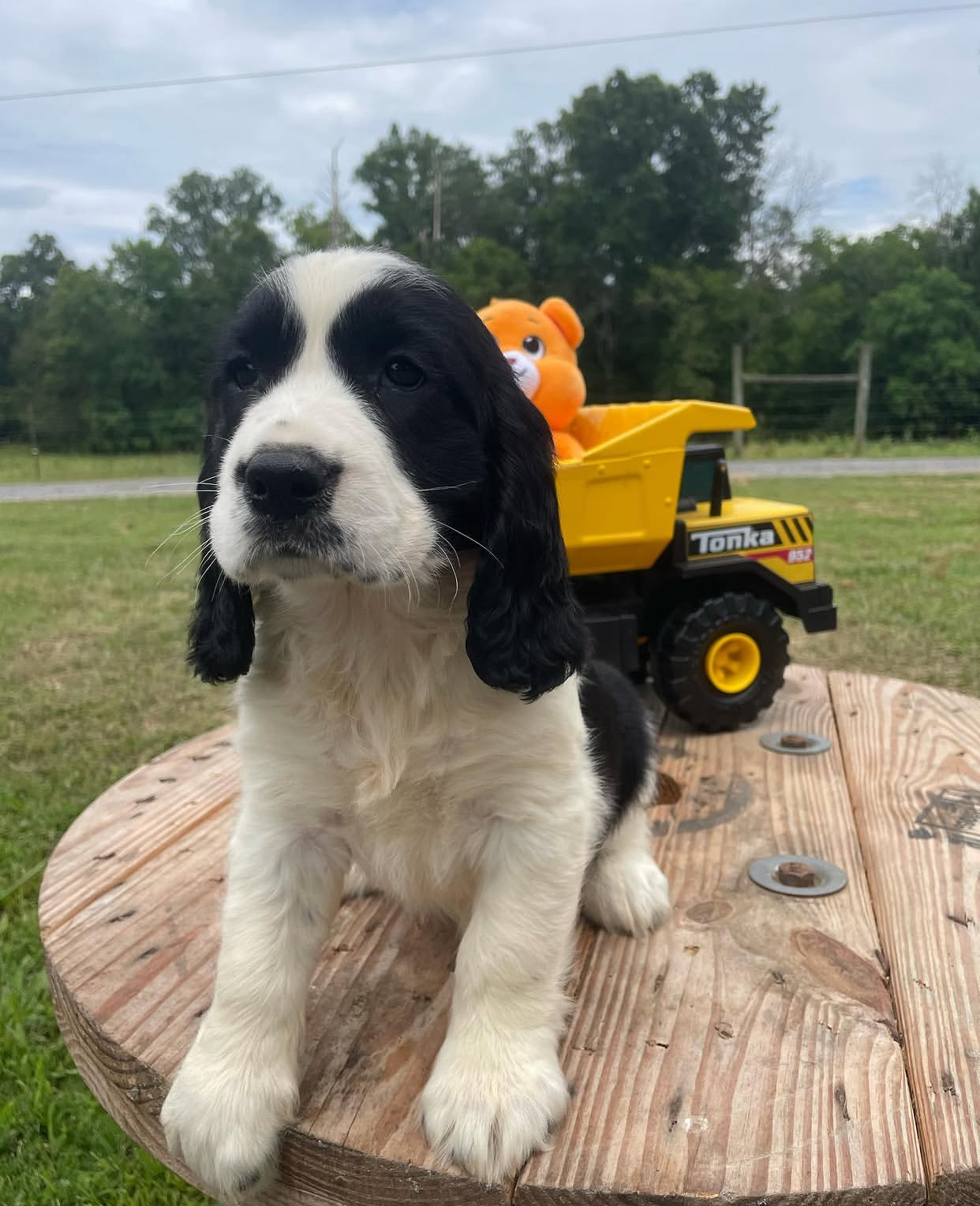 Stella