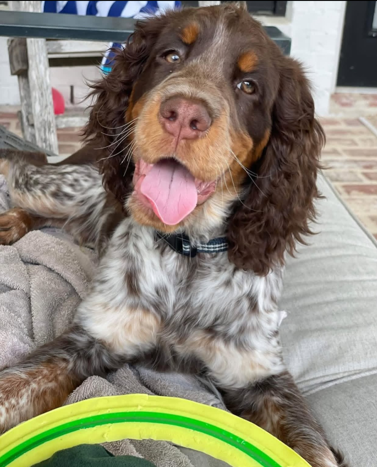 English Springer Spaniel puppy at Jeffrey's