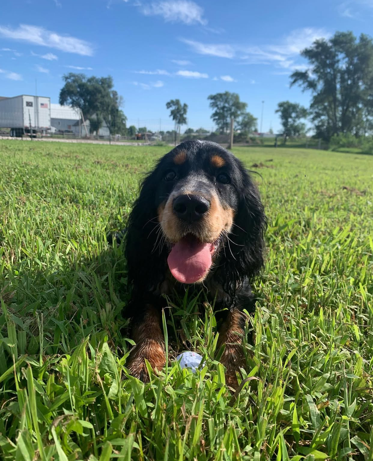 English Springer Spaniel puppy at Jeffrey's