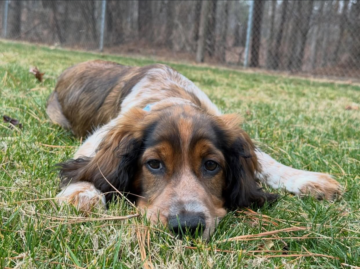 English Springer Spaniel puppy at Jeffrey's