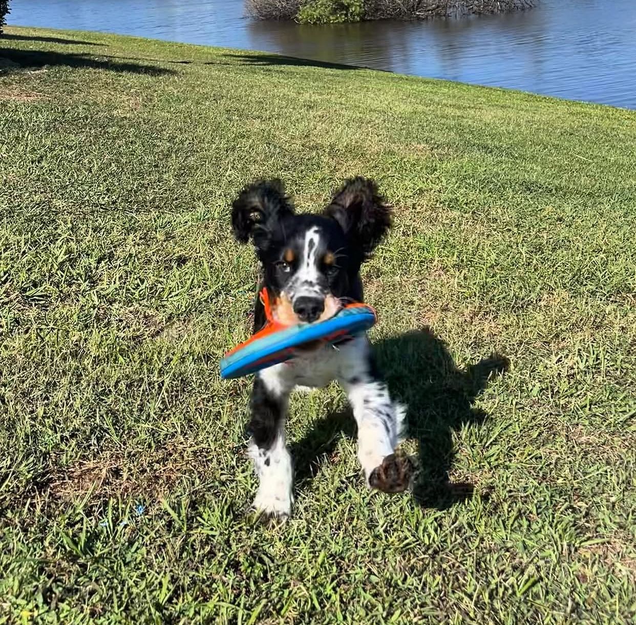 English Springer Spaniel puppy at Jeffrey's