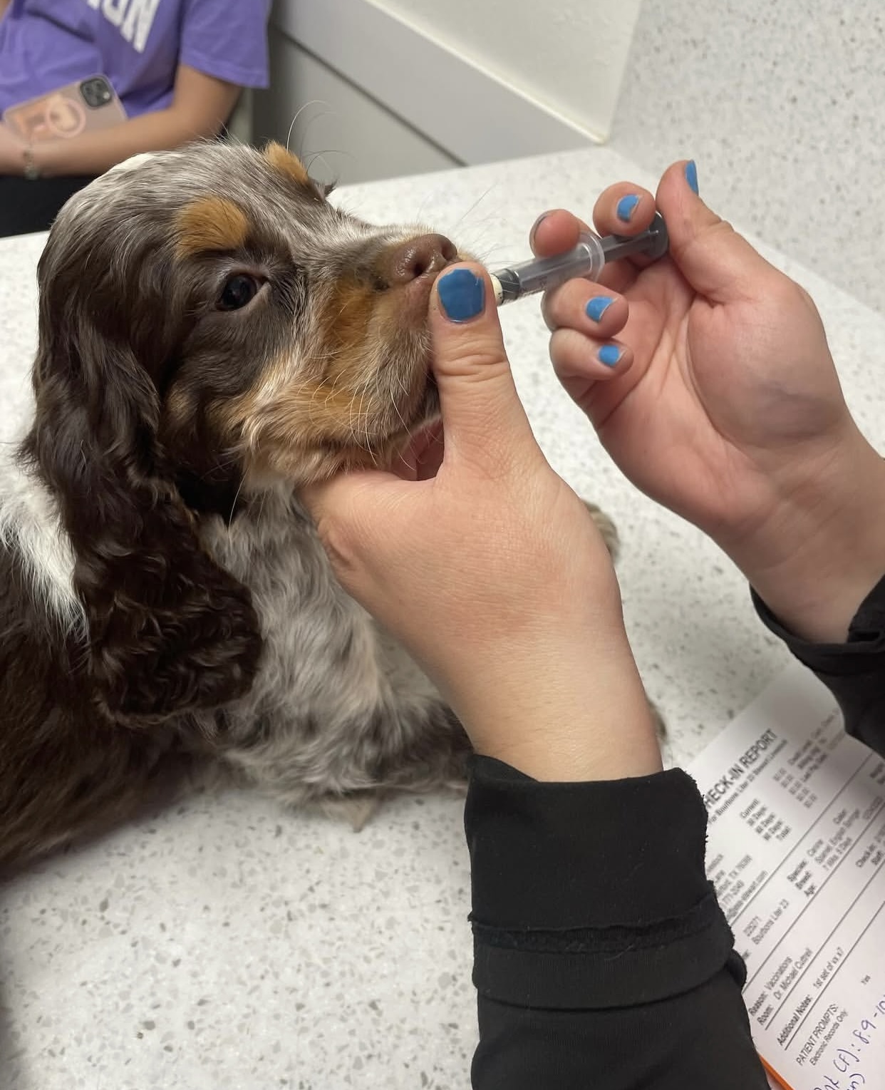 English Springer Spaniel puppy at Jeffrey's