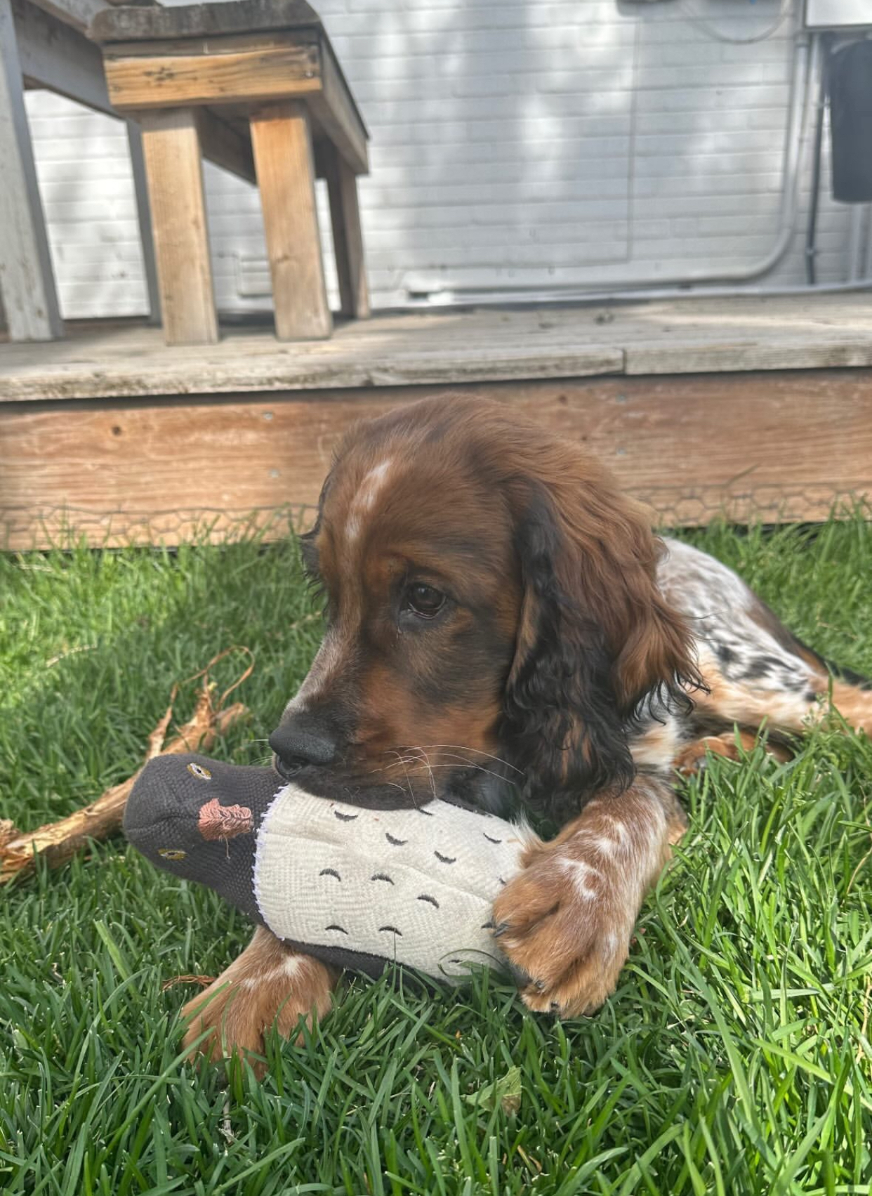 English Springer Spaniel puppy at Jeffrey's