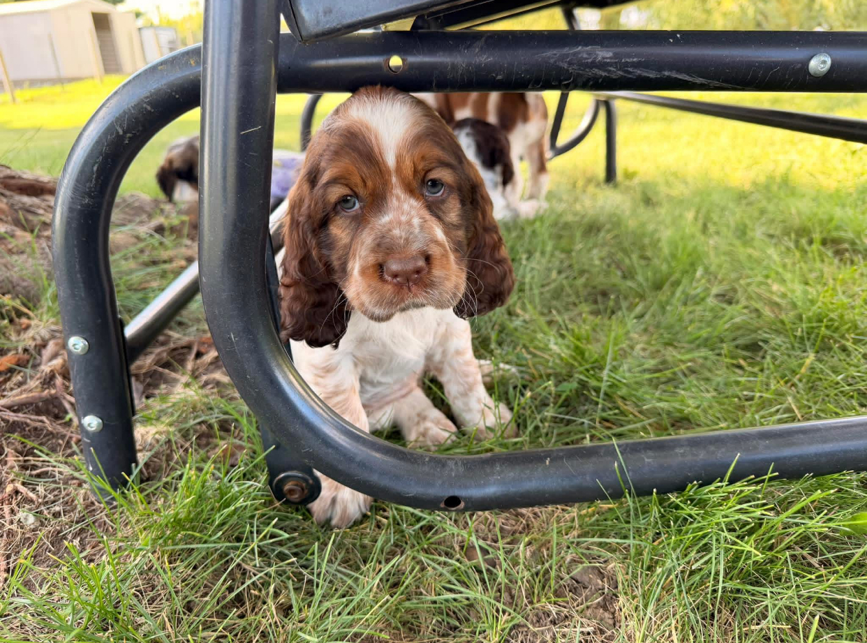 English Springer Spaniel puppy at Jeffrey's