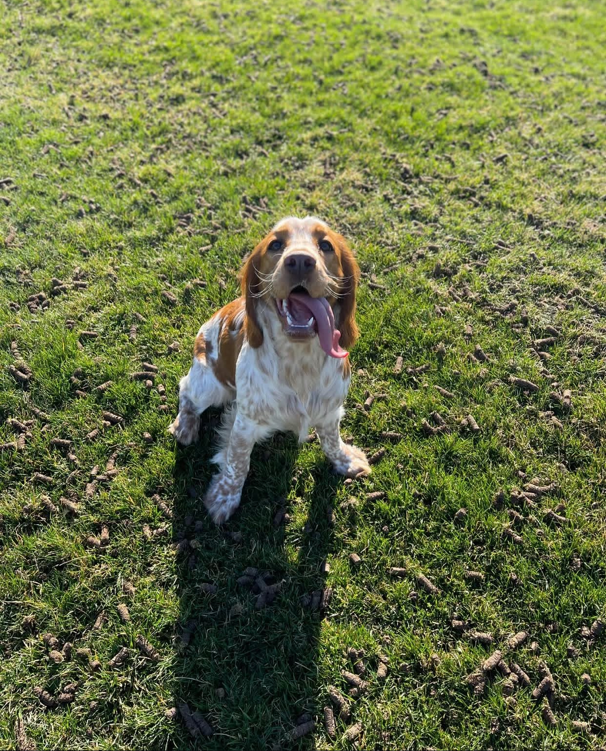 English Springer Spaniel puppy at Jeffrey's