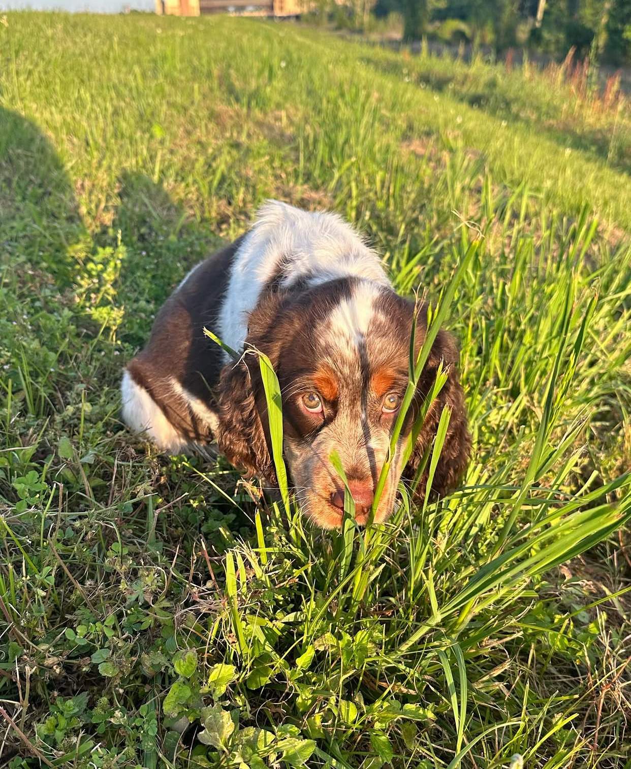 English Springer Spaniel puppy at Jeffrey's