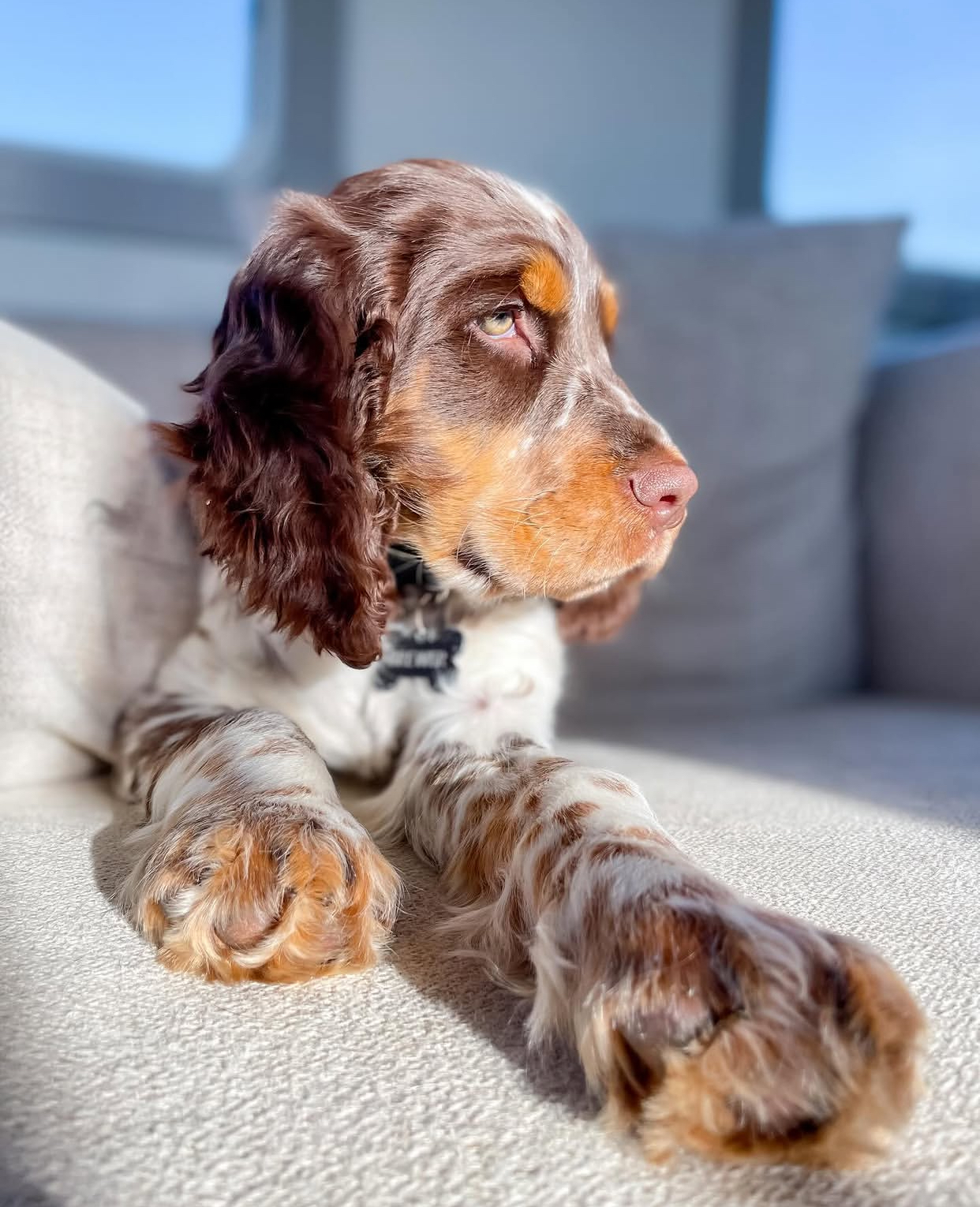 English Springer Spaniel puppy at Jeffrey's