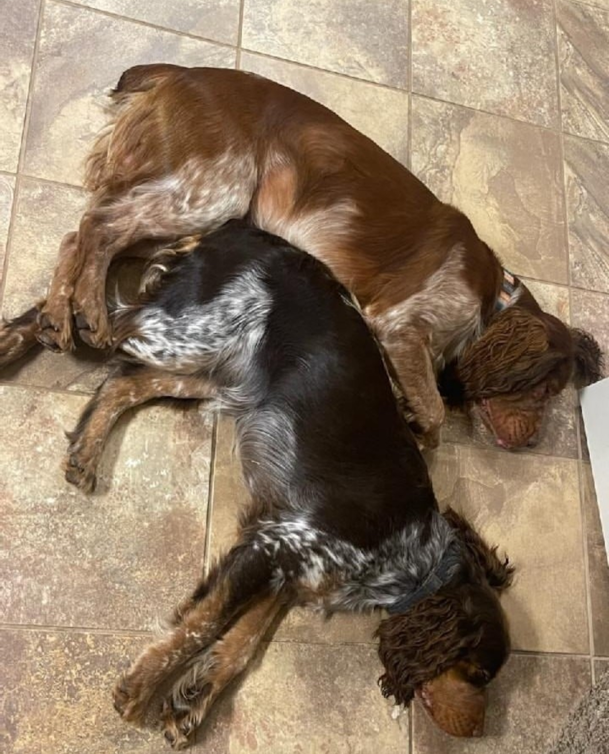 English Springer Spaniel puppy at Jeffrey's